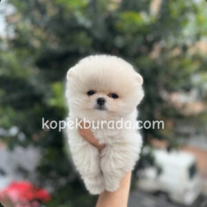Pomerrian boo ayı suratlı