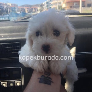 MALTESE TERRİER CİNSİ