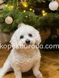 MALTESE TERRİER CİNSİ