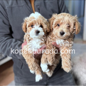 Kahve tonlu maltipoo cinsi yavrular ev üretimi