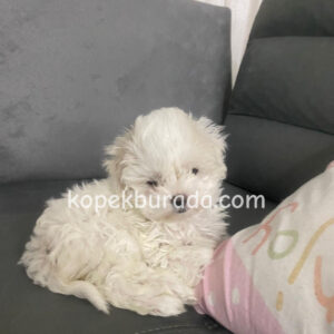 MALTESE TERRİER CİNSİ