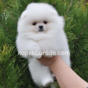 Pomerrian boo ayı suratlı