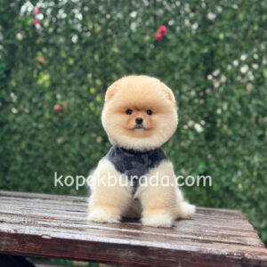 Pomerrian boo ayı suratlı