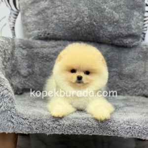 Pomerrian boo ayı suratlı