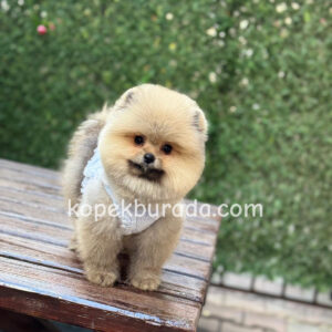 Pomerrian boo ayı suratlı