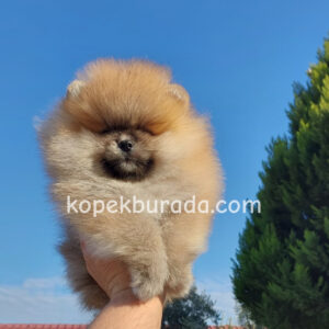 Pomerrian boo ayı suratlı