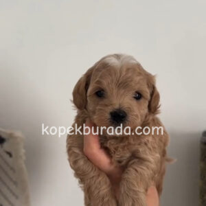 Kahve tonlu maltipoo cinsi yavrular ev üretimi - fotoğraf 2