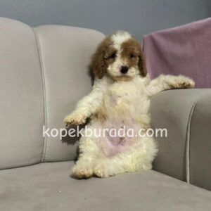 Kahve tonlu maltipoo cinsi yavrular ev üretimi