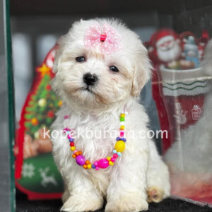 MALTESE TERRİER CİNSİ