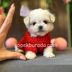 MALTESE TERRİER CİNSİ