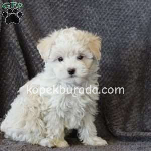 MALTESE TERRİER CİNSİ