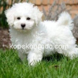 MALTESE TERRİER CİNSİ