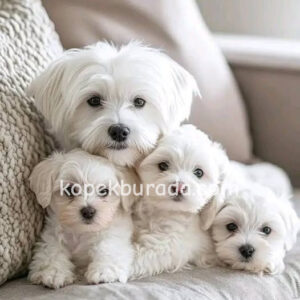 MALTESE TERRİER CİNSİ