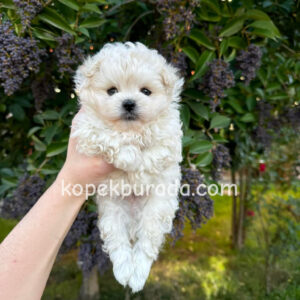 MALTESE TERRİER CİNSİ