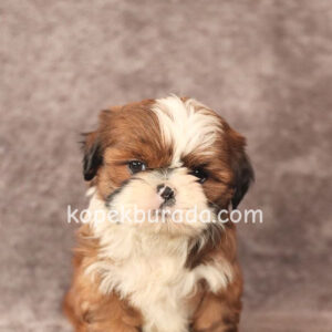 Shih tzu cinsi ev üretimi yavrular