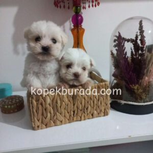MALTESE TERRİER CİNSİ