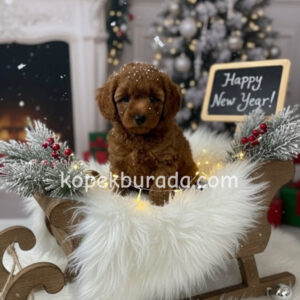 TOY POODLE SEVİMLİ YAVRULAR