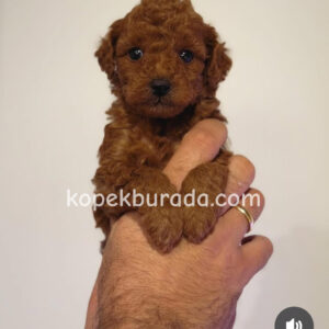 TOY POODLE SEVİMLİ YAVRULAR