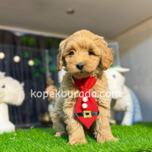 Kahve tonlu maltipoo cinsi yavrular ev üretimi