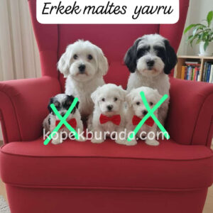 MALTESE TERRİER CİNSİ