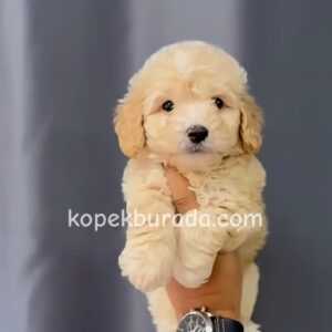 Kahve tonlu maltipoo cinsi yavrular ev üretimi - fotoğraf 2