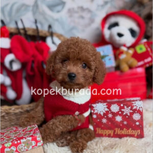 TOY POODLE SEVİMLİ YAVRULAR