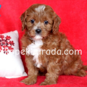 Kahve tonlu maltipoo cinsi yavrular ev üretimi