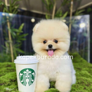 Pomerrian boo ayı suratlı