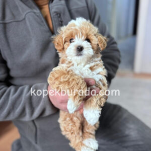 Kahve tonlu maltipoo cinsi yavrular ev üretimi - fotoğraf 2