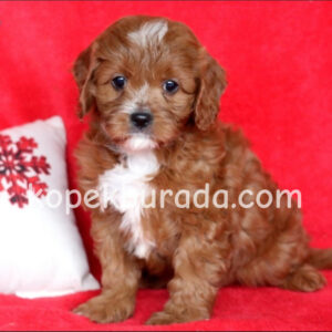 Kahve tonlu maltipoo cinsi yavrular ev üretimi - fotoğraf 2