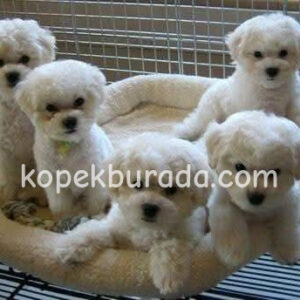 MALTESE TERRİER CİNSİ