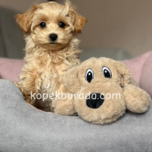 MALTİPOO CİNSİ YAVRULAR