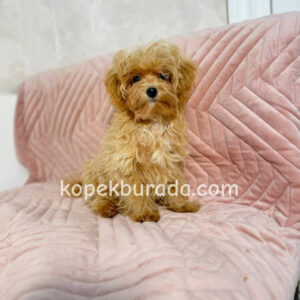 MALTİPOO CİNSİ YAVRULAR