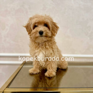 MALTİPOO CİNSİ YAVRULAR