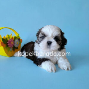 Shih tzu cinsi ev üretimi yavrular