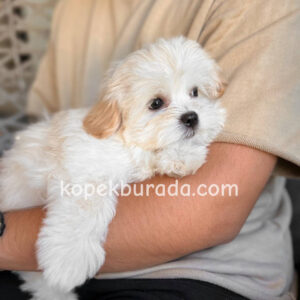 Maltese terrier cinsi yavrular ev üretimi yavrular - fotoğraf 2