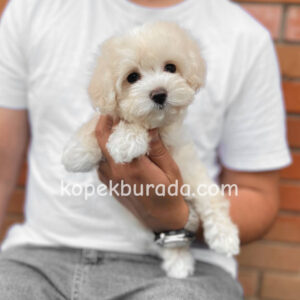 Maltese terrier cinsi yavrular ev üretimi yavrular