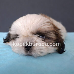 Shih tzu cinsi ev üretimi yavrular - fotoğraf 2