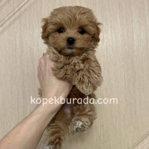 MALTİPOO CİNSİ YAVRULAR