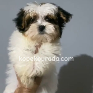 Shih tzu cinsi ev üretimi yavrular