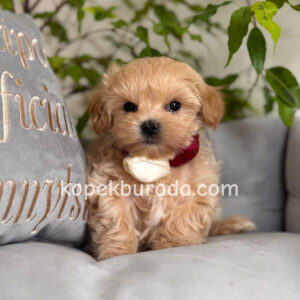 MALTİPOO CİNSİ YAVRULAR