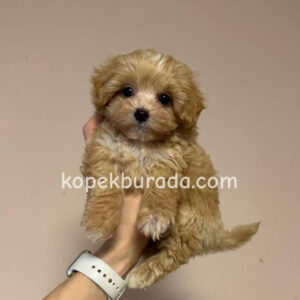 Maltipoo cinsi yavrular - fotoğraf 2