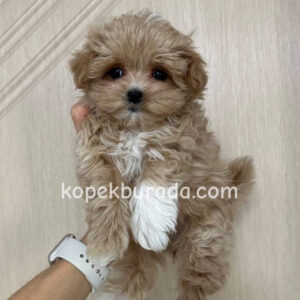 Maltipoo cinsi yavrular
