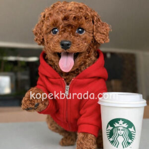TOY POODLE SEVİMLİ YAVRULAR EV ÜRETİMİ