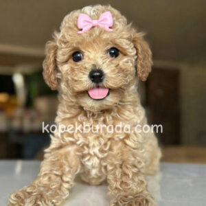 Maltipoo cinsi yavrular