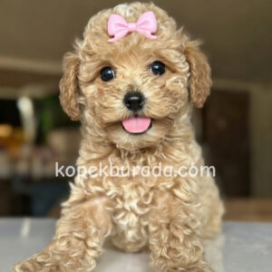 Maltipoo cinsi yavrular - fotoğraf 2
