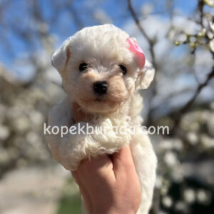 Maltese terrier cinsi yavrular ev üretimi yavrular