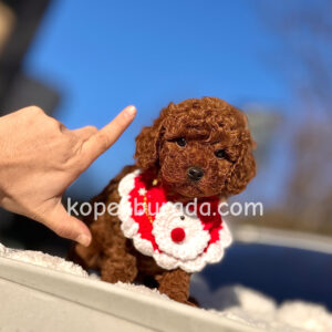 TOY POODLE SEVİMLİ YAVRULAR EV ÜRETİMİ