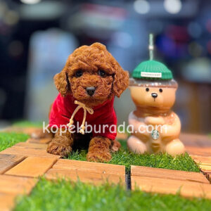 TOY POODLE SEVİMLİ YAVRULAR EV ÜRETİMİ