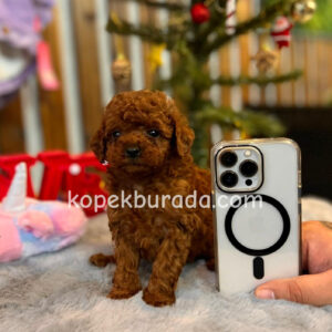 TOY POODLE SEVİMLİ YAVRULAR EV ÜRETİMİ